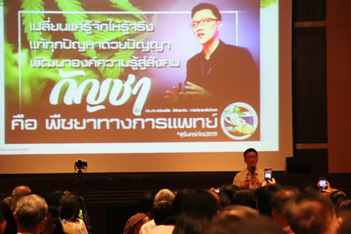 Cannabis at Surin province
